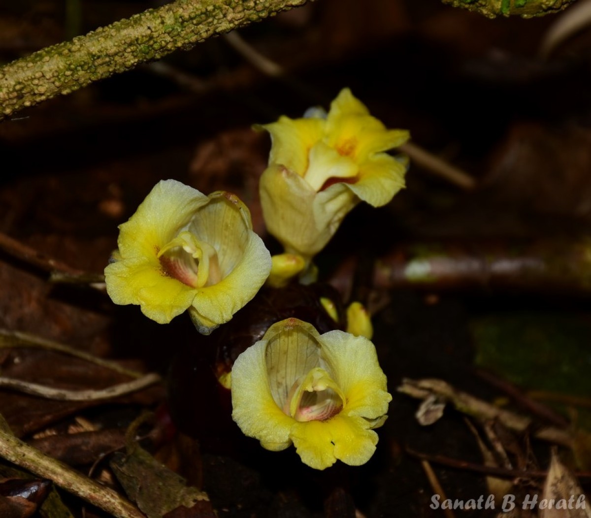 Meistera graminifolia (Thwaites) Skornick. & M.F.Newman